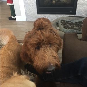 Meet your Posher, Holly